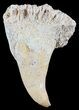 Unusual Fossil Fossil Fish (Brychaetus) Teeth - Morocco #50536-1